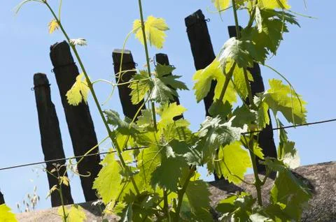 Grapevines Stock Photos