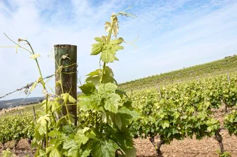 Grapevines Stock Photos
