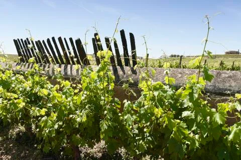 Grapevines Stock Photos