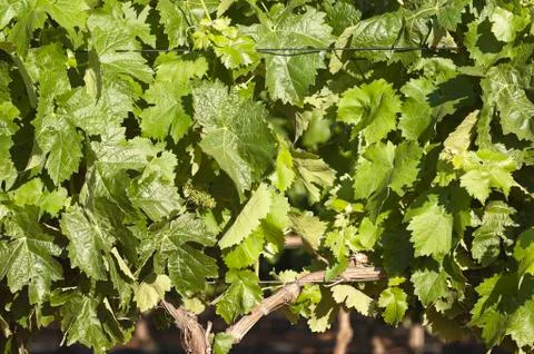 Grapevines Stock Photos