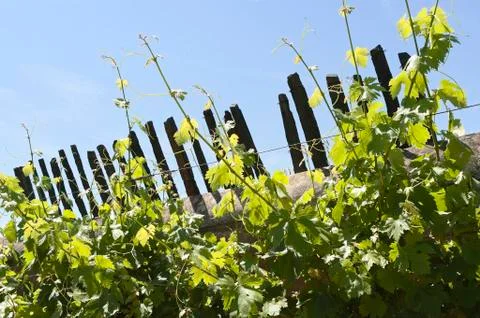 Grapevines Stock Photos