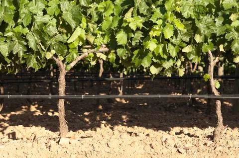Grapevines Stock Photos