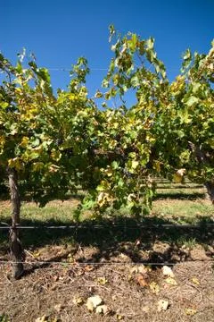 Grapevines Stock Photos