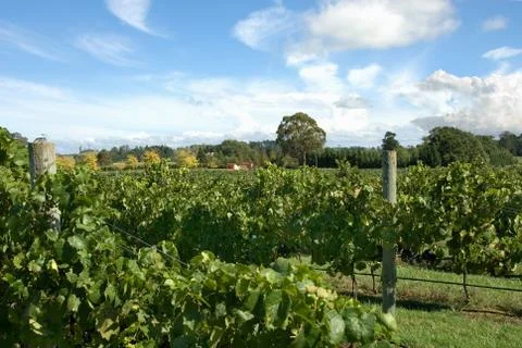 Grapevines Stock Photos