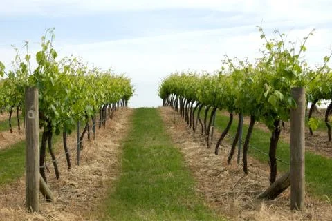 Grapevines Stock Photos