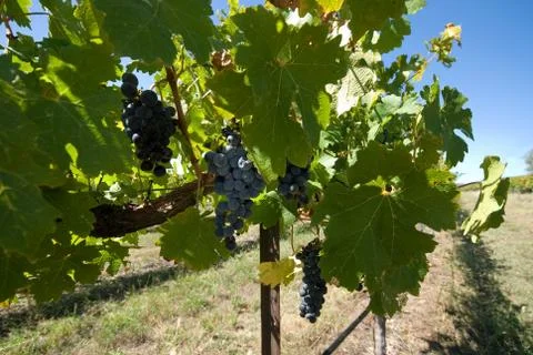 Grapevines Stock Photos