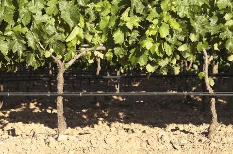 Grapevines Stock Photos