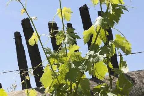 Grapevines Stock Photos