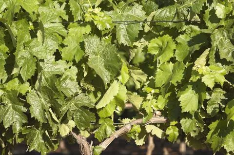 Grapevines Stock Photos