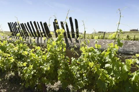 Grapevines Stock Photos