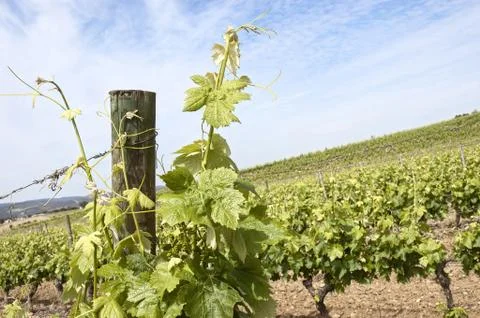 Grapevines Stock Photos