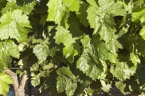 Grapevines Stock Photos