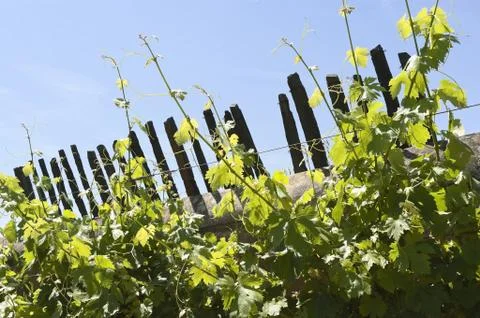Grapevines Stock Photos