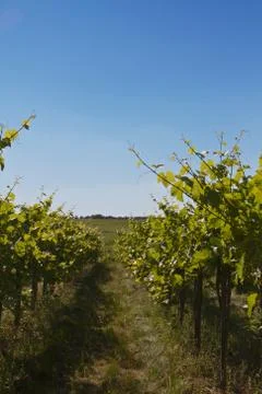 Grapevines Foto stock