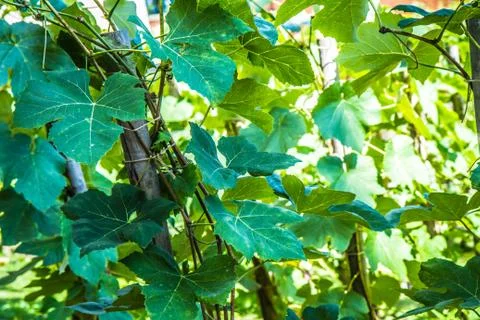 Grapevines Foto stock