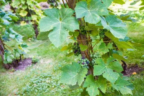 Grapevines Foto stock