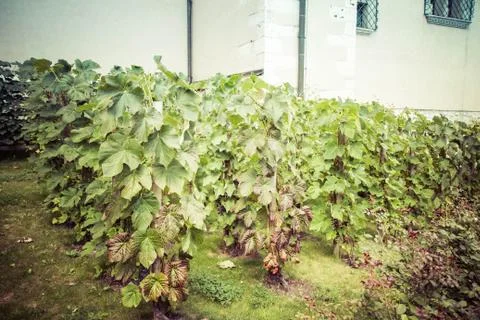 Grapevines Stock Photos