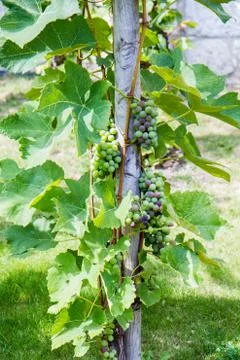 Grapevines Stock Photos