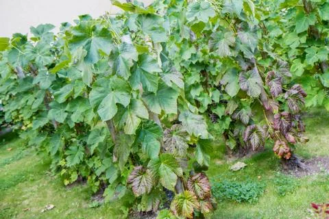 Grapevines Stock Photos