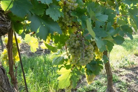 Grapevines Stock Photos