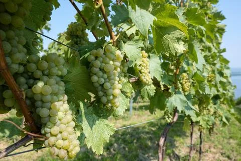 Grapevines Stock Photos