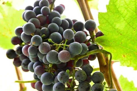 Grapevines Stock Photos