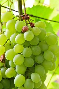 Grapevines Stock Photos