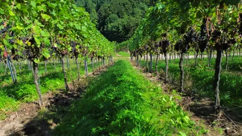 Grapevines with ripe grape clusters in vineyard Stock Footage 325528942