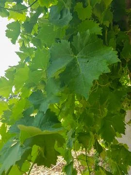 Grapevines in a Rural Setting Stock Photos