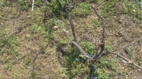 Grapevines in spring Stock Footage 49967358