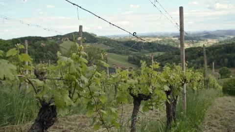Grapevines in the Spring Stock Footage 171118825