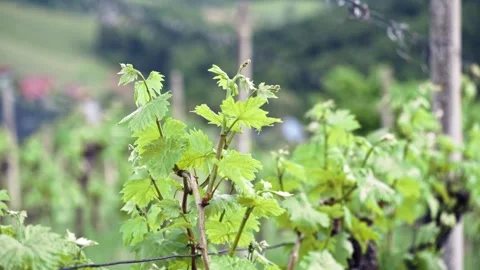 Grapevines in the Spring Stock Footage 171118828