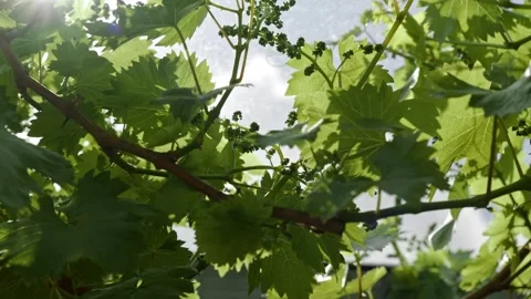 Grapevines in the Spring Stock Footage 171118849