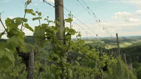 Grapevines in the Spring Stock Footage 171118858