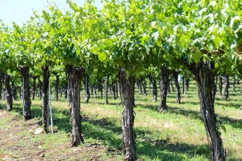 Grapevines in the spring Stock Photos