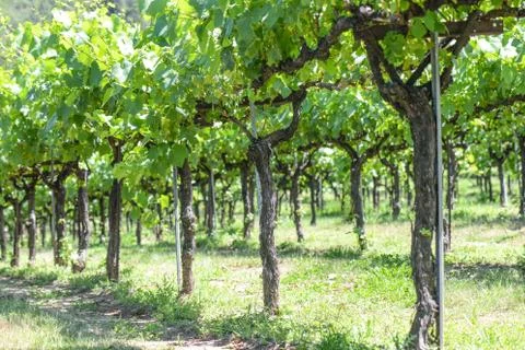 Grapevines in spring Stock Photos