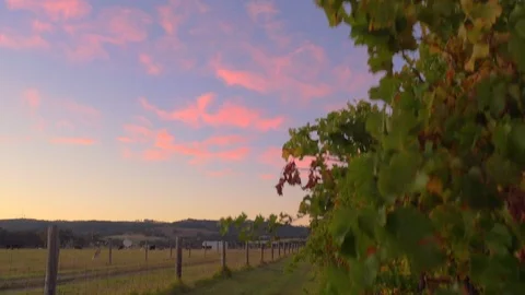 Grapevines at sunrise Stock Footage 112363534