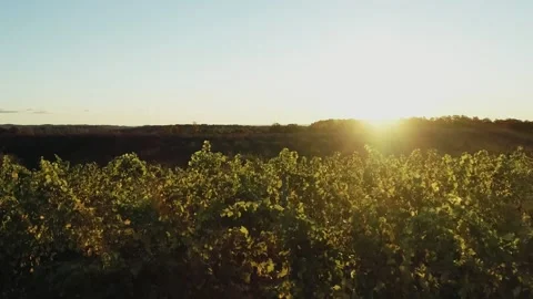 Grapevines at sunrise Stock Footage 221141934