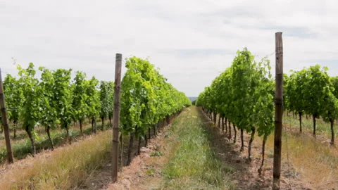 Grapevines in a vineyard Stock Footage 201930559