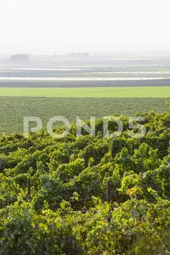 Grapevines (Vitis) on a hillside with fog over the farm fields in the distance Stock Photos