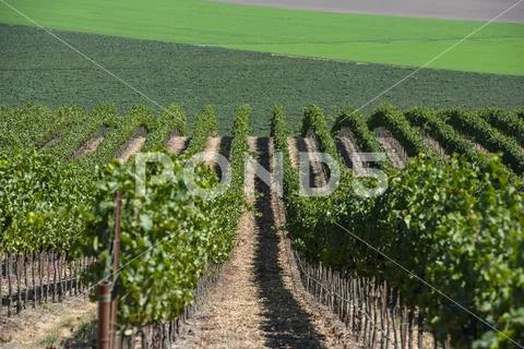 Grapevines (Vitis) on a hillside,Gonzales, California, United States of America Stock Photos