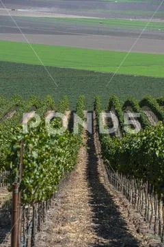 Grapevines (Vitis) on a hillside,Gonzales, California, United States of America Stock Photos