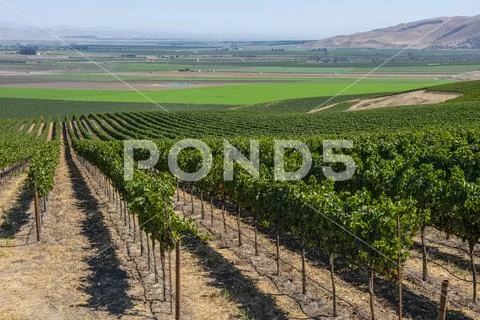 Grapevines (Vitis) on a hillside,Gonzales, California, United States of America Stock Photos