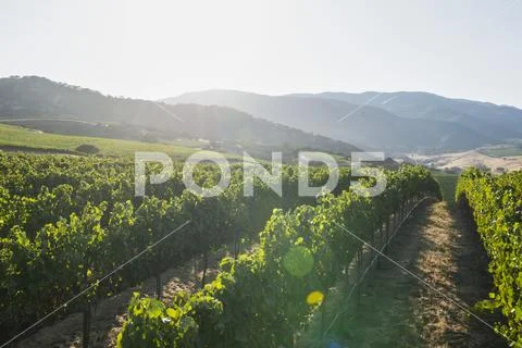 Grapevines (Vitis) on a hillside,Gonzales, California, United States of America Stock Photos