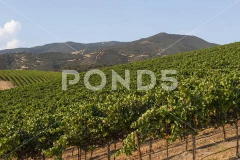 Grapevines (Vitis) on a hillside,Gonzales, California, United States of America Stock Photos