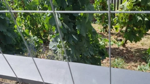 Grapevines At Vysehrad Vineyard In Prague Видео 343426181