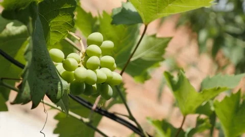 Grapevines with young fruit close-up 4K video Stock Footage 95895560