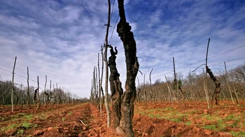 Grapewine on red land Stock Footage 7910372