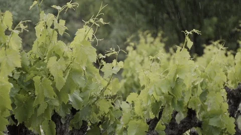 Grapewine under rain Stock Footage 89736251