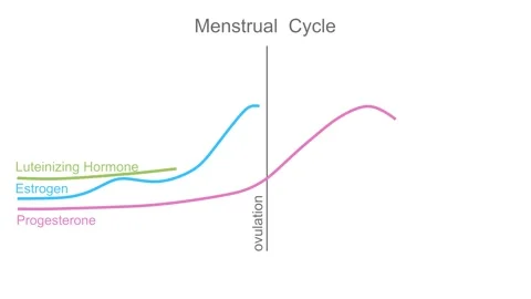 A graph showing changes in hormones levels during menstrual cycle. Progesterone Stock Footage 318335349
